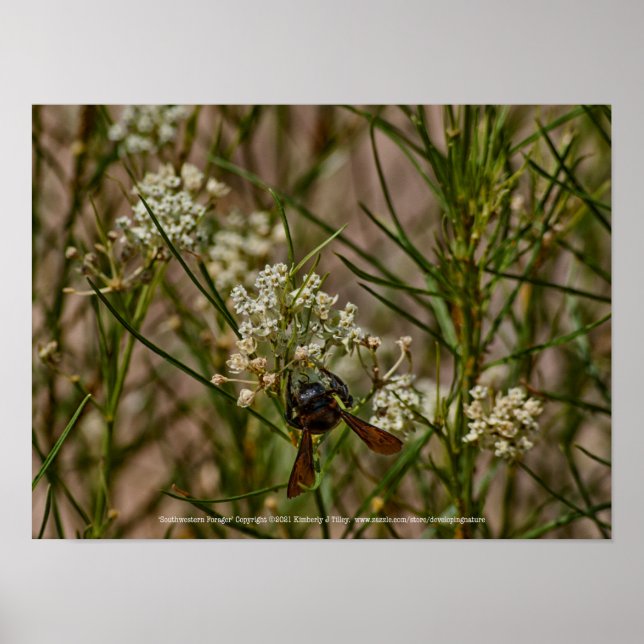 Poster Forager du Sud-Ouest (Devant)