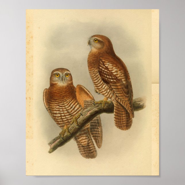 Poster Forbe's Hawk Owl Bird Color Vintage Imprimer (Devant)