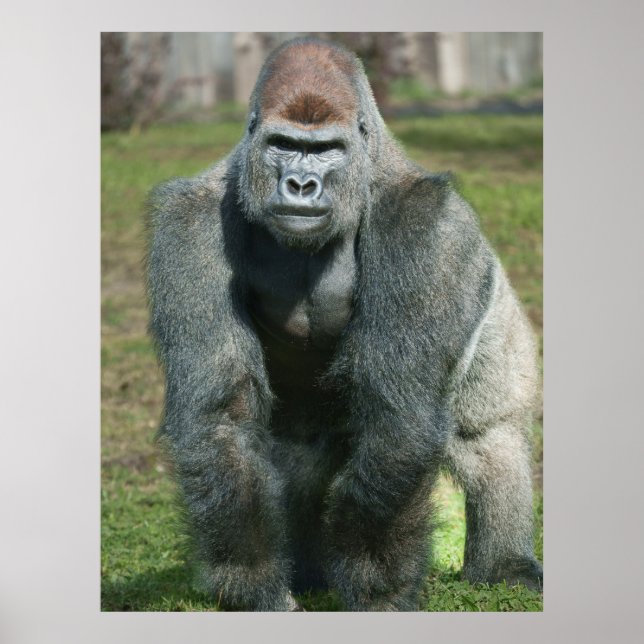 Poster Force émergente - Lope le Silverback (Devant)