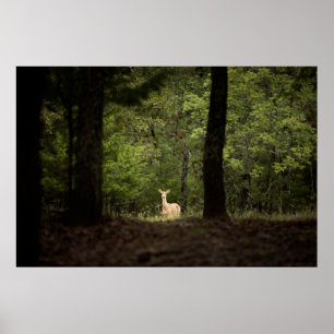 Poster Forest A White Tailed Deer in the Woods