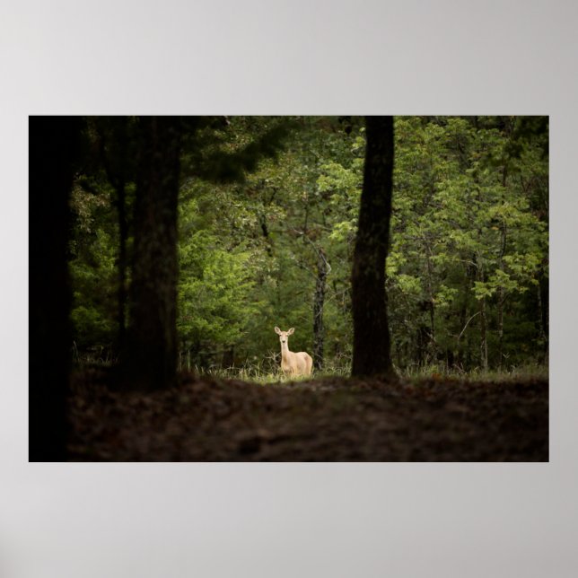 Poster Forest | A White Tailed Deer in the Woods (Devant)