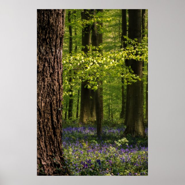 Poster Forest | Bluebells en Belgique (Devant)