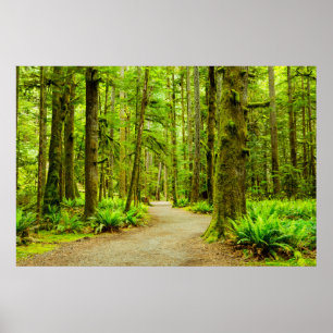 Poster Forest   Parc national olympic