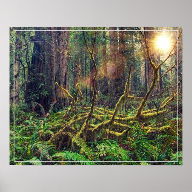 Poster-Forest Poster (Front)