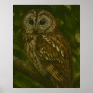 Poster Forest Sentinel - Tawny Owl Wildlife Art