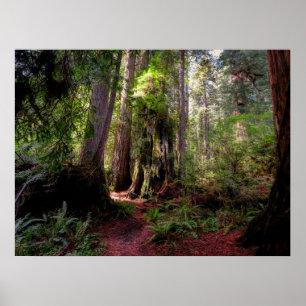 Poster Forest Séquwood Forest California
