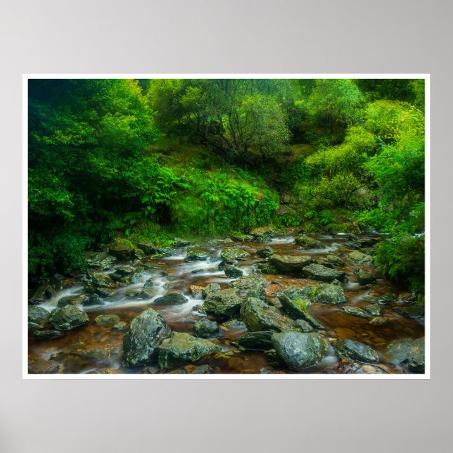 Poster Forest Stream in Lush Woodland (Dargle River) (Devant)