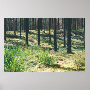 Poster Forest trees. nature green wood sunlight backgroun