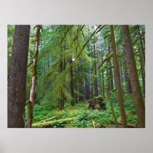 Poster Forêt ancienne