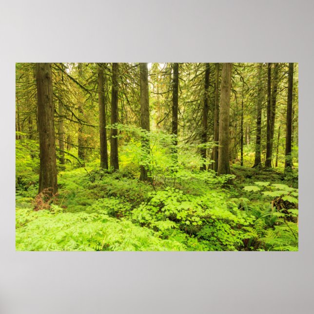 Poster forêt ancienne à la forêt des Patriarches (Devant)