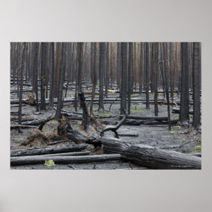 Poster Forêt après incendie dans le parc national Yellows