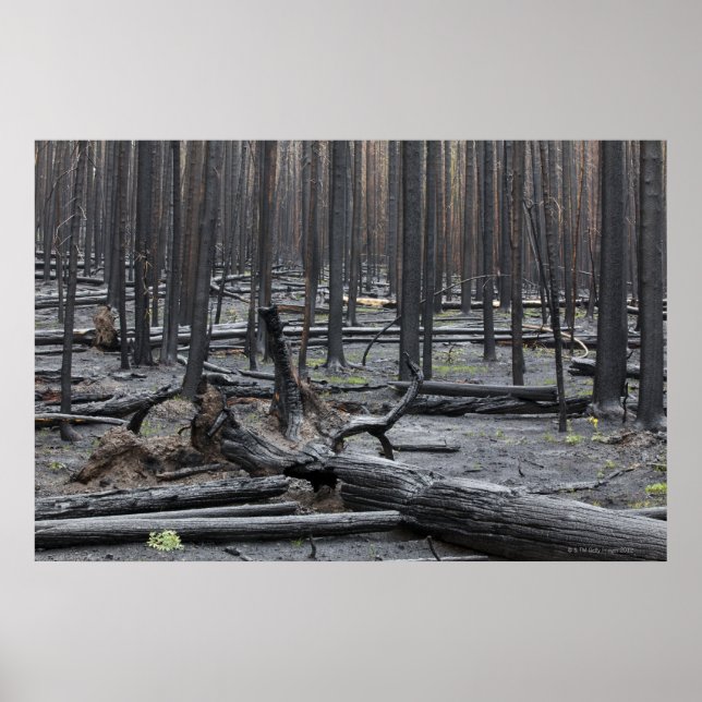 Poster Forêt après incendie dans le parc national Yellows (Devant)