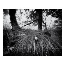 Forêt au niveau de la souris