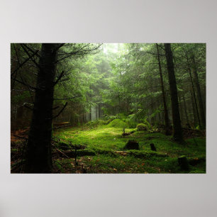 Poster Forêt   Auvergne France