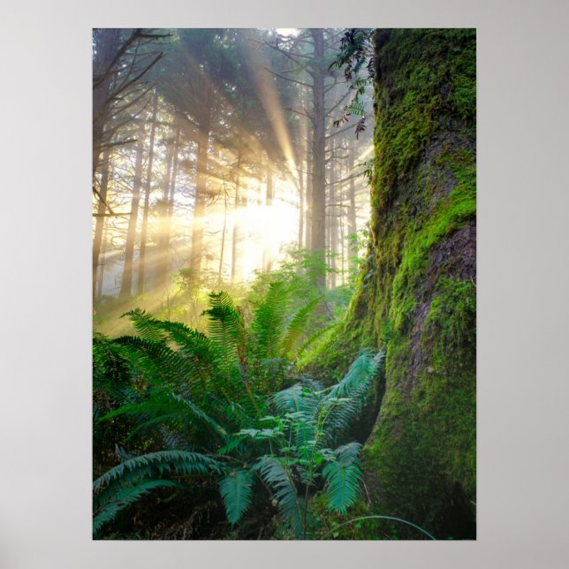 Poster Forêt côtière du Pacifique, Oregon (Devant)