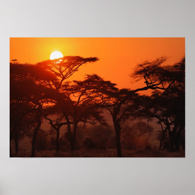 Poster Forêt d'Acacia au coucher du soleil, Tarangire (Devant)