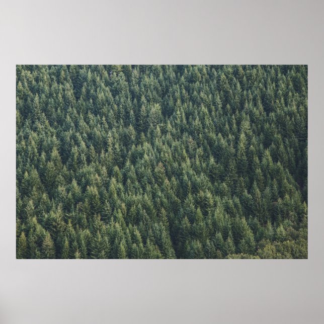 POSTER FORÊT D'ARBRE DE PINS (Devant)