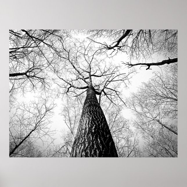 Poster Forêt d'arbres d'automne noir et blanc (Devant)