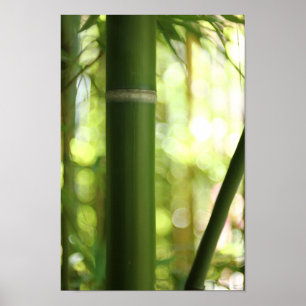 Poster Forêt de bambou (affiche)