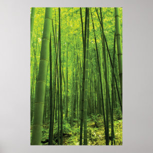 Poster Forêt de bambou - Art zen (pièce 2 de 3)