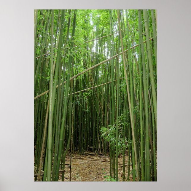 Poster Forêt de bambou hawaïen (Devant)