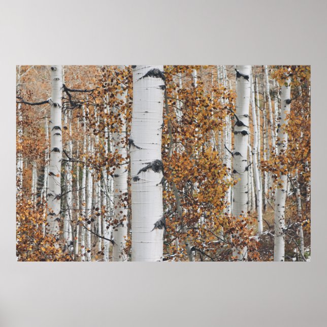 Poster Forêt de Birch Tree (Devant)