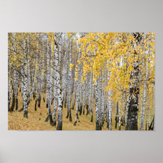 Poster forêt de bouleaux d'automne