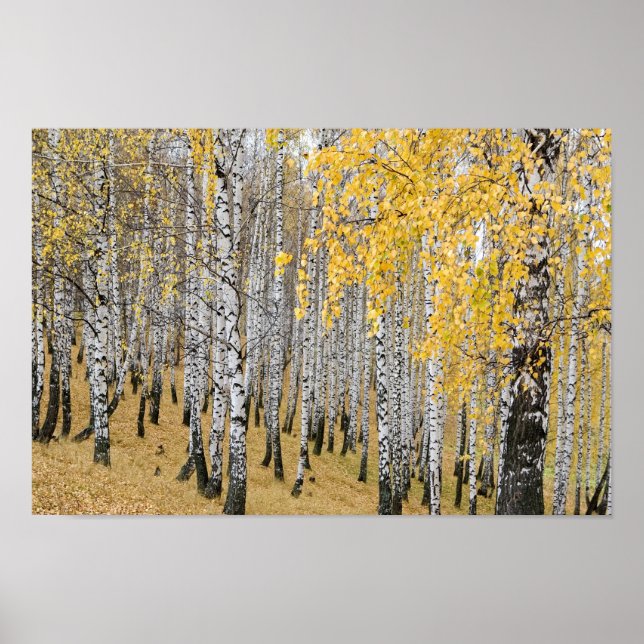Poster forêt de bouleaux d'automne (Devant)