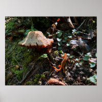 Forêt de champignons