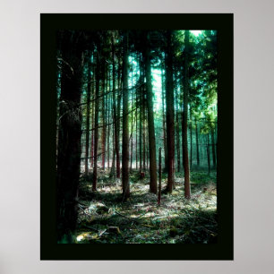 Poster Forêt de charme