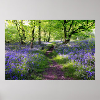 Poster Forêt de cloches bleues, Écosse