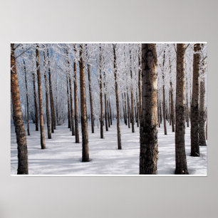 Poster Forêt de conte de fées de Milou