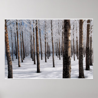 Poster Forêt de fées de neige