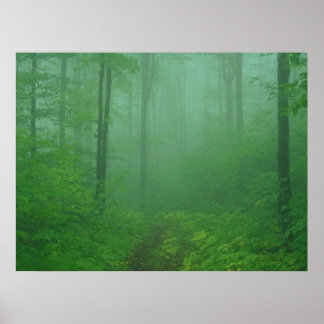 Poster Forêt de Foggy