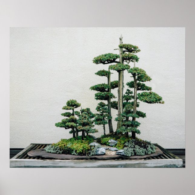 Poster Forêt de genièvre de Bonsai (Devant)