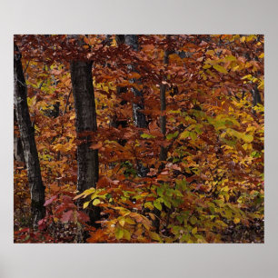 Poster Forêt de hêtre