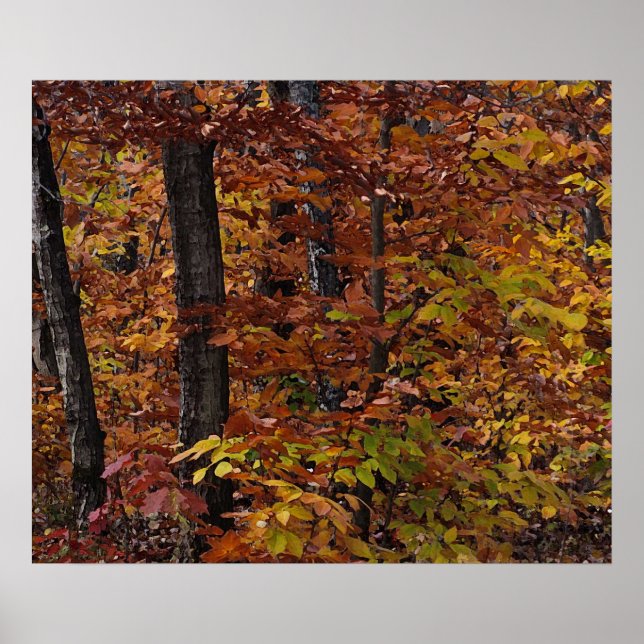 Poster Forêt de hêtre (Devant)