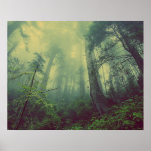 Poster Forêt de Misty