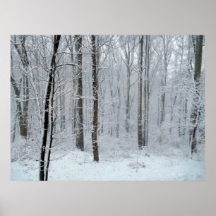 Poster Forêt de peupliers blanche enneigée