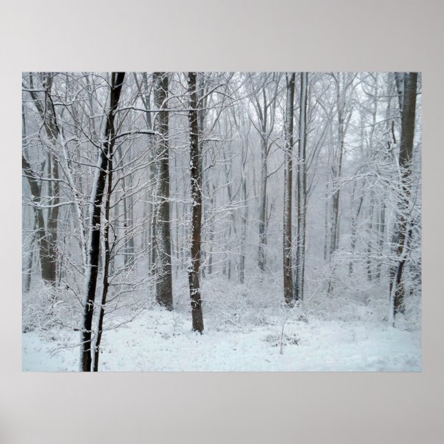 Poster Forêt de peupliers blanche enneigée (Devant)