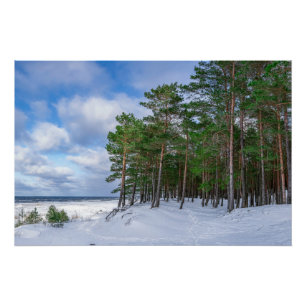 Poster Forêt de pins près de la côte de mer en Lettonie t