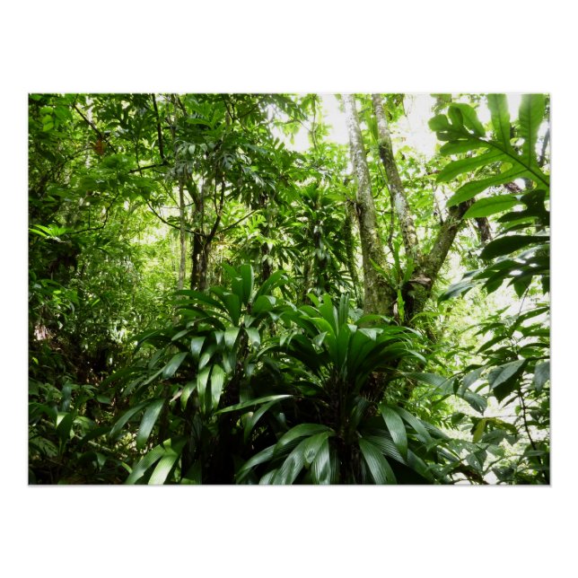 Poster Forêt de pluie dominicaine I Nature verte tropical (Devant)