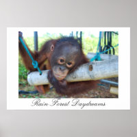 Forêt de pluie Great Ape Dayrêves