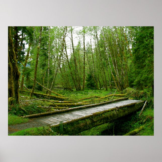 Poster Forêt de pluie Hoh - Parc national olympique (Devant)