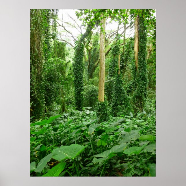 Poster Forêt de pluies hawaïennes (Devant)