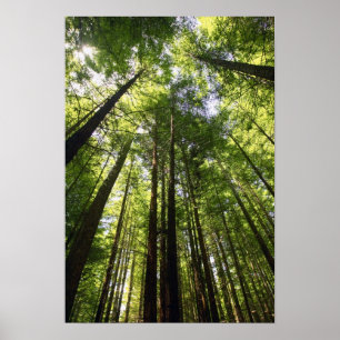 Poster Forêt de séquoias, Rotorua, Nouvelle-Zélande