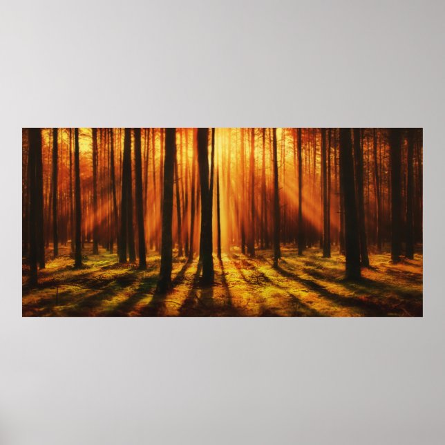 Poster Forêt de Sunrise (Devant)