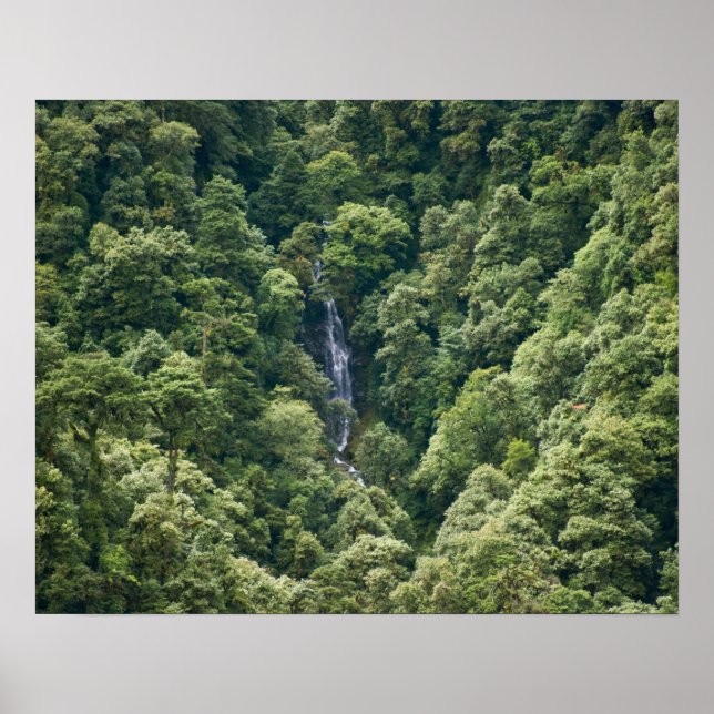 Poster Forêt d'Himalaya dans la vallée de Mangdue, Bhouta (Devant)