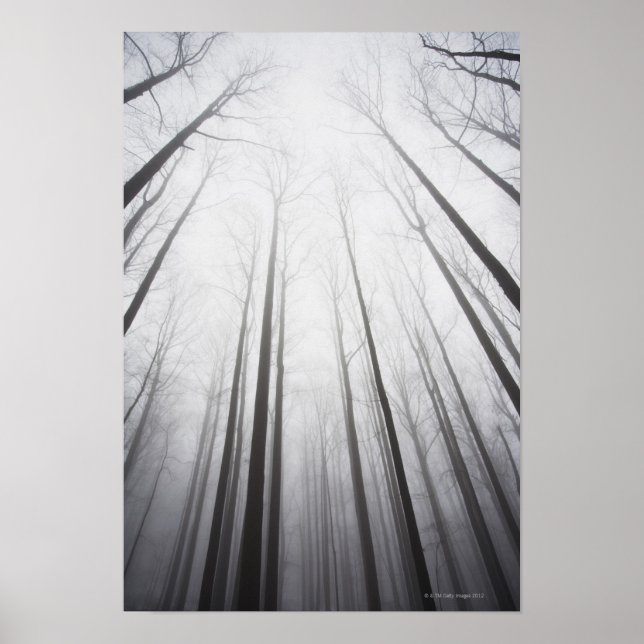 Poster Forêt d'hiver en brouillard, New Jersey (Devant)