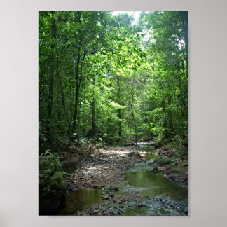 Poster Forêt du Suriname